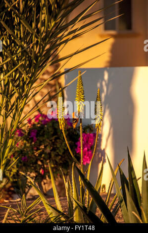 Incappucciati rigogolo bird nel paesaggio a La Paz, Baja California Sur, Messico, miscelazione con fiori gialli di piante succulente con bougainvillea. Foto Stock