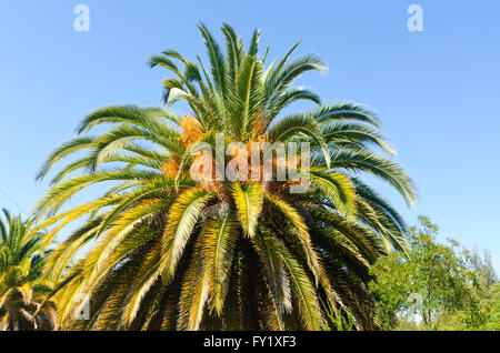 Isola Canarie Data Palm (Phoenix canariensis), Canowindra, Nuovo Galles del Sud, Australia Foto Stock