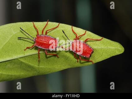 Due bug di protezione ninfe Pycanum rubens sotto una foglia Foto Stock