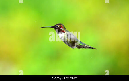 Hummingbird maschio sull'ala. Foto Stock