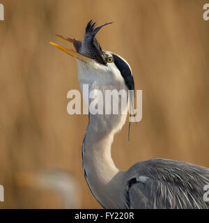 Airone cinerino (Ardea cinerea), mangiare pesce catturato, ritratto, Kiskunság National Park, Ungheria Foto Stock