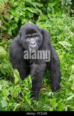 Gorilla di Montagna (Gorilla beringei beringei) del gruppo Nkuringo, Foresta impenetrabile di Bwindi National Park, Uganda Foto Stock