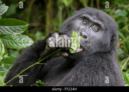 Gorilla di Montagna (Gorilla beringei beringei) del gruppo Nkuringo, Foresta impenetrabile di Bwindi National Park, Uganda Foto Stock