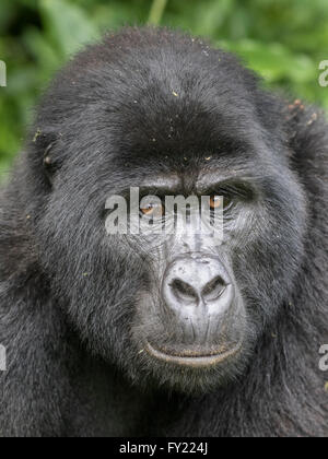 Gorilla di Montagna (Gorilla beringei beringei) del gruppo Nkuringo, Foresta impenetrabile di Bwindi National Park, Uganda Foto Stock