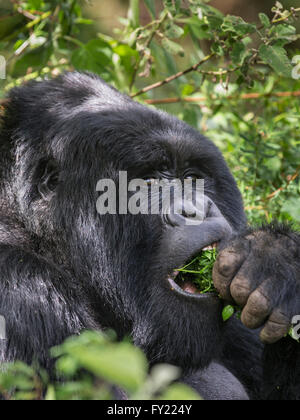 Gorilla di Montagna (Gorilla beringei beringei) del gruppo Nyakagezi, Mgahinga Gorilla National Park, Uganda Foto Stock