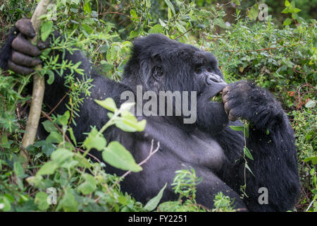 Gorilla di Montagna (Gorilla beringei beringei) del gruppo Nyakagezi, Mgahinga Gorilla National Park, Uganda Foto Stock