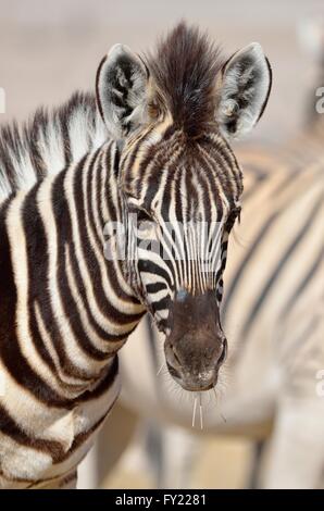 La Burchell Zebra (Equus burchelli), puledro alimentazione su erba secca, il Parco Nazionale di Etosha, Namibia Foto Stock