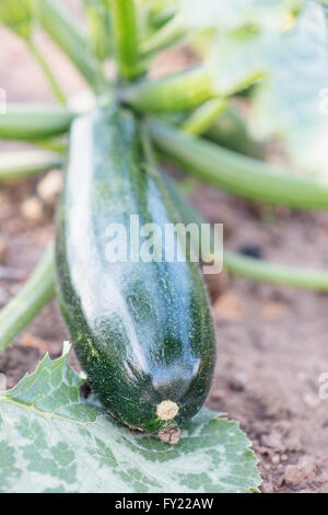 Organici di zucchine o di zucca (Cucurbita pepo) cresce in un giardino Foto Stock