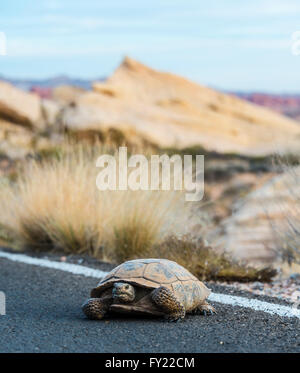 Deserto tartaruga (Gopherus agassizii) attraversando la strada e la Valle del Fuoco del Parco Statale di Deserto Mojave, Nevada, STATI UNITI D'AMERICA Foto Stock