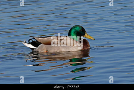 Mallard,( Anas platyrhnchos) Foto Stock