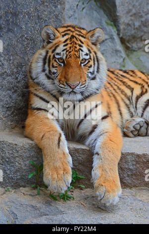 Giovani tigre siberiana (Panthera tigris altaica) appoggiato sulla roccia, captive Foto Stock