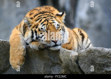 Giovani tigre siberiana (Panthera tigris altaica), dormendo su roccia, captive Foto Stock