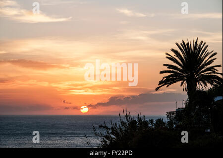 Tramonto sul mare con Palm tree, Funchal, Madeira, Portogallo Foto Stock