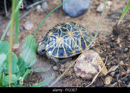 Baby Tartaruga geometrica Foto Stock