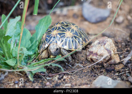 Baby Tartaruga geometrica Foto Stock