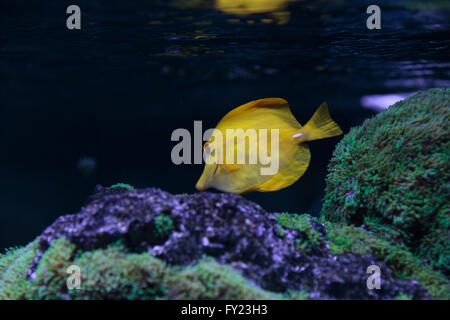 Zebrasoma flavescens pesci di acquario Foto Stock