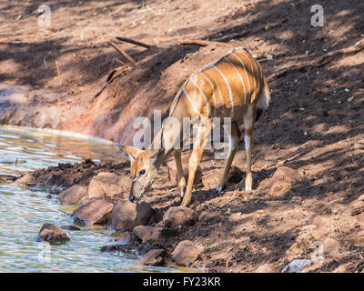 Nyala femmina di bere a waterhole Foto Stock