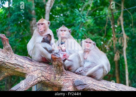 Ritratto di famiglia di scimmia, Cambogia, sud-est asiatico Foto Stock