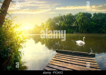 Grazioso cigno sul fiume al mattino presto Foto Stock