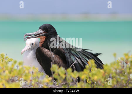 Maschio frigatebird grande con un pulcino nel nido, Isola di Natale, Kiribati Foto Stock