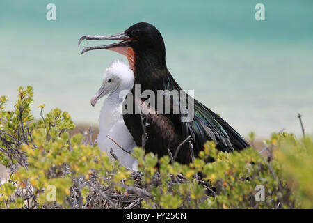 Maschio frigatebird grande con un pulcino nel nido, Isola di Natale, Kiribati Foto Stock