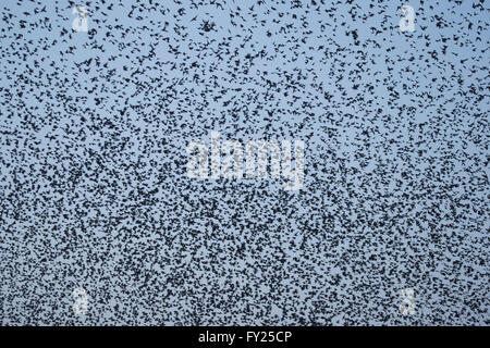 Gli storni, sturnus vulgaris, rosso elencati come meno preoccupazione "lc sotto iucn. grande gregge di uccelli di prendere il volo da spiaggia. Foto Stock