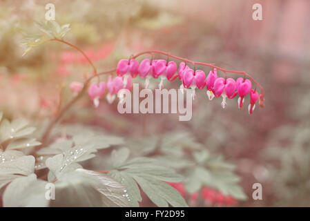 A forma di cuore fiori di fucsia. Dicentra spectabilis o cuore spezzato in giardino Foto Stock