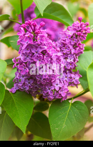 Fiore lilla comune (Syringa vulgaris) nella primavera del giardino. Messa a fuoco selettiva con profondità di campo ridotta. Foto Stock