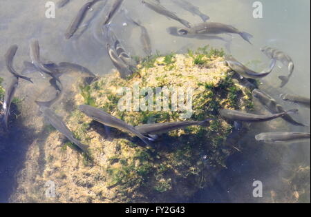 Scuola di pesce in una baia del Mediterraneo Foto Stock