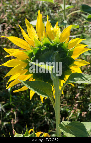 Vista posteriore dei semi di girasole che mostra foglie e stelo. Foto Stock