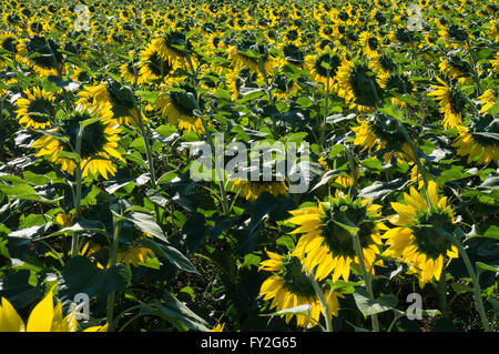 Ampio campo di girasoli in inizio di mattina di luce. Foto Stock