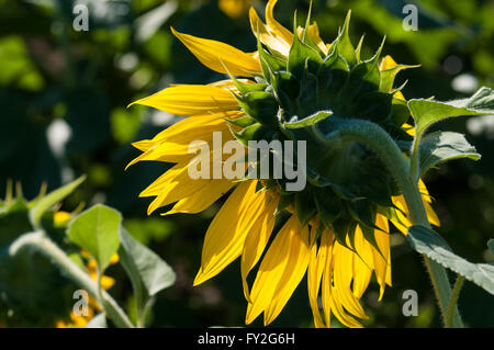 Back lit girasole da dietro che mostra il gambo e le foglie. Foto Stock