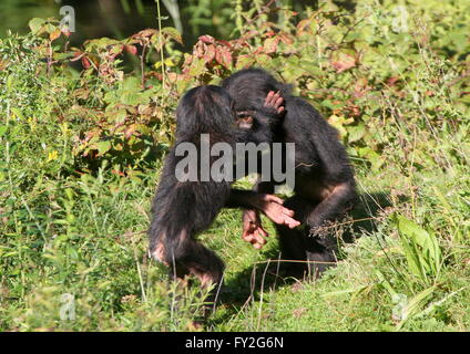 Due Paesi africani Bonobo giovani scimpanzé (Pan paniscus) giocando e wrestling ogni altro Foto Stock