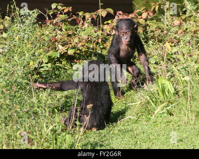 Due Paesi africani Bonobo giovani scimpanzé (Pan paniscus) giocando e cavorting Foto Stock