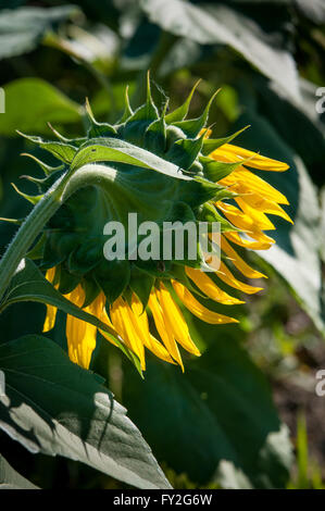In prossimità del lato posteriore del girasole. Foto Stock