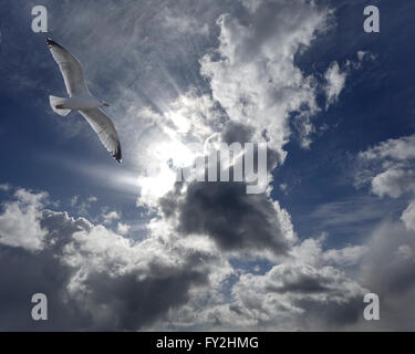 Concetto fotografia: Seagull contro il cielo drammatico Foto Stock