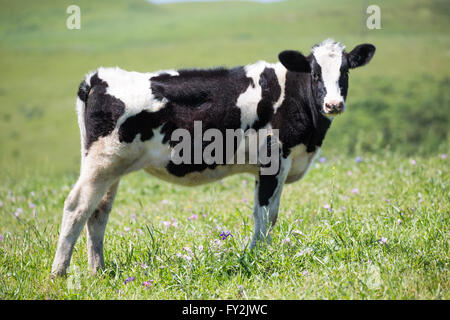 In bianco e nero per le vacche da latte (Holstein-Friesian) nei prati della California del Nord Foto Stock