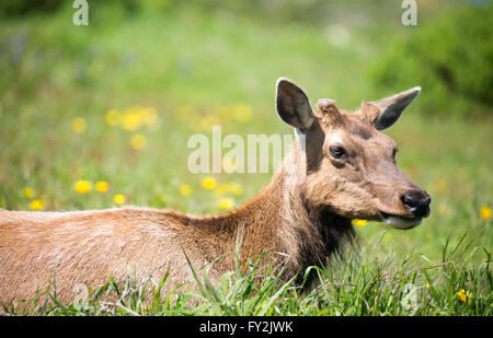 Tule Elk Vacca (Cervus canadensis nannodes pascolo Foto Stock