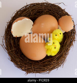 Due pulcini con le uova in un nido. Foto Stock