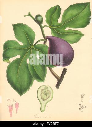 PLANTAE UTILIORES: Comune Fig Tree (Ficus carica) colore a mano. Burnett, 1842 Foto Stock