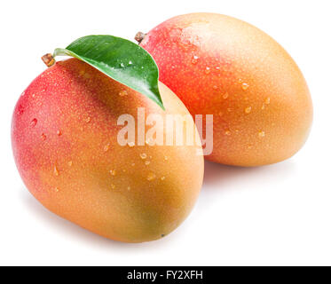 Frutti di mango con gocce d'acqua. Isolato su uno sfondo bianco. Foto Stock