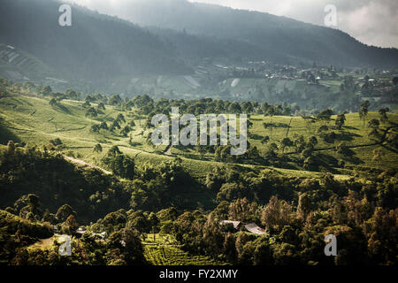 Incredibilmente scenic immagine di indonesiano piantagioni di tè visto da una distanza durante la foschia mattutina Foto Stock