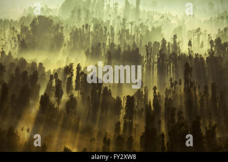 Foschia mattutina a superficie boschiva di gunung bromo durante lo spuntar del giorno in montagna con raggi di sole creeping attraverso gli alberi creando surreale ombre lunghe Foto Stock