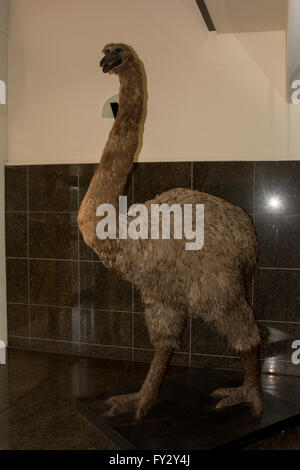 Una replica di un gigante di Moa uccello è in piedi in una sala di ingresso del Te Papa Museo Nazionale di Wellington in Nuova Zelanda. Foto Stock