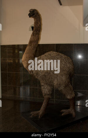 Una replica di un gigante di Moa uccello è in piedi in una sala di ingresso del Te Papa Museo Nazionale di Wellington in Nuova Zelanda. Foto Stock