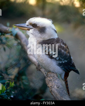 Kookaburra seduto su un ramo, all'esterno. Foto Stock