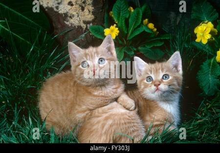 Lo zenzero due gattini sdraiati sull'erba,all'esterno. Foto Stock