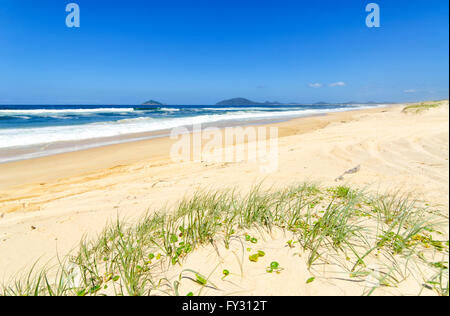 Spiaggia lungo Myall Lakes, Nuovo Galles del Sud, Australia Foto Stock