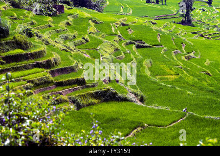 Risaie in Bungamati, intorno a valle di Kathmandu, Nepal. Foto Stock