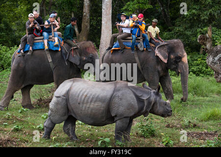 Indiano o di un corno di rinoceronte e turisti su elephant safari in Chitwan il parco nazionale, il Nepal Foto Stock